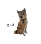 サスケ＆はる（個別スタンプ：6）