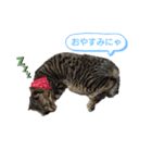 猫店長ロンロン（個別スタンプ：1）