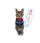 猫店長ロンロン（個別スタンプ：2）