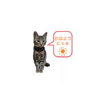 猫店長ロンロン（個別スタンプ：3）