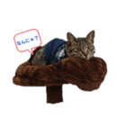 猫店長ロンロン（個別スタンプ：4）
