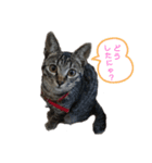 猫店長ロンロン（個別スタンプ：5）