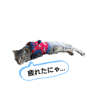 猫店長ロンロン（個別スタンプ：6）