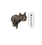 猫店長ロンロン（個別スタンプ：7）