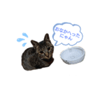 猫店長ロンロン（個別スタンプ：8）