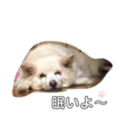 しんちゃん(まろん)（個別スタンプ：2）