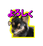 りんちゃんは犬です2（個別スタンプ：1）