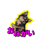 りんちゃんは犬です2（個別スタンプ：2）