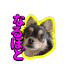 りんちゃんは犬です2（個別スタンプ：3）