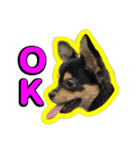 りんちゃんは犬です2（個別スタンプ：4）