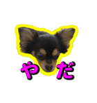 りんちゃんは犬です2（個別スタンプ：5）