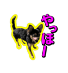 りんちゃんは犬です2（個別スタンプ：6）