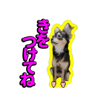 りんちゃんは犬です2（個別スタンプ：7）