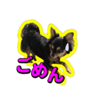 りんちゃんは犬です2（個別スタンプ：8）