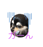 今日のワンコちゃん（個別スタンプ：3）