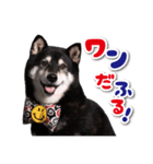 GOGOgroomers応援スタンプ 柴犬 凛太朗くん（個別スタンプ：8）