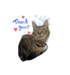 そらねこ(小澤家)（個別スタンプ：1）