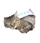 そらねこ(小澤家)（個別スタンプ：2）