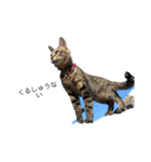 そらねこ(小澤家)（個別スタンプ：4）
