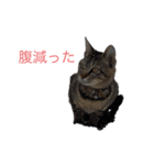 そらねこ(小澤家)（個別スタンプ：5）