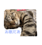 そらねこ(小澤家)（個別スタンプ：6）