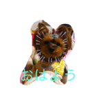 うちの愛犬ベールちゃん（個別スタンプ：1）