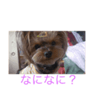 うちの愛犬ベールちゃん（個別スタンプ：3）
