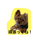 うちの愛犬ベールちゃん（個別スタンプ：5）