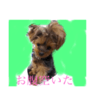 うちの愛犬ベールちゃん（個別スタンプ：6）