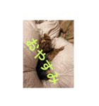 うちの愛犬ベールちゃん（個別スタンプ：8）