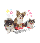chihuahua3.（個別スタンプ：1）