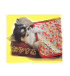 chihuahua3.（個別スタンプ：2）
