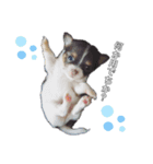 chihuahua3.（個別スタンプ：3）