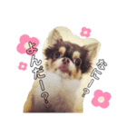 chihuahua3.（個別スタンプ：4）