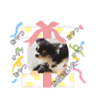 chihuahua3.（個別スタンプ：6）
