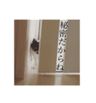 chihuahua3.（個別スタンプ：7）