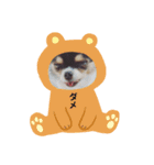 chihuahua3.（個別スタンプ：8）