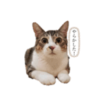 シロ、クロ、マリンの言ってそうなスタンプ（個別スタンプ：2）