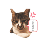 シロ、クロ、マリンの言ってそうなスタンプ（個別スタンプ：4）