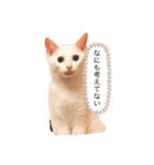 シロ、クロ、マリンの言ってそうなスタンプ（個別スタンプ：7）