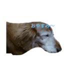 チョコラ、ビビ（個別スタンプ：1）