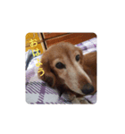 チョコラ、ビビ（個別スタンプ：2）