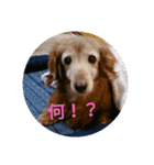 チョコラ、ビビ（個別スタンプ：5）