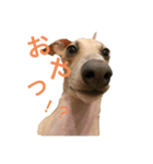 イタグレあおくん（個別スタンプ：2）