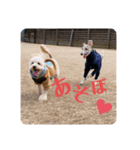 イタグレあおくん（個別スタンプ：3）