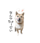 犬犬犬犬犬ちゃん（個別スタンプ：1）