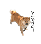 犬犬犬犬犬ちゃん（個別スタンプ：2）