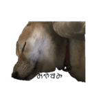 犬犬犬犬犬ちゃん（個別スタンプ：3）