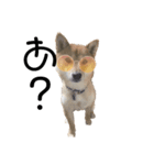 犬犬犬犬犬ちゃん（個別スタンプ：4）