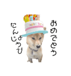 犬犬犬犬犬ちゃん（個別スタンプ：5）